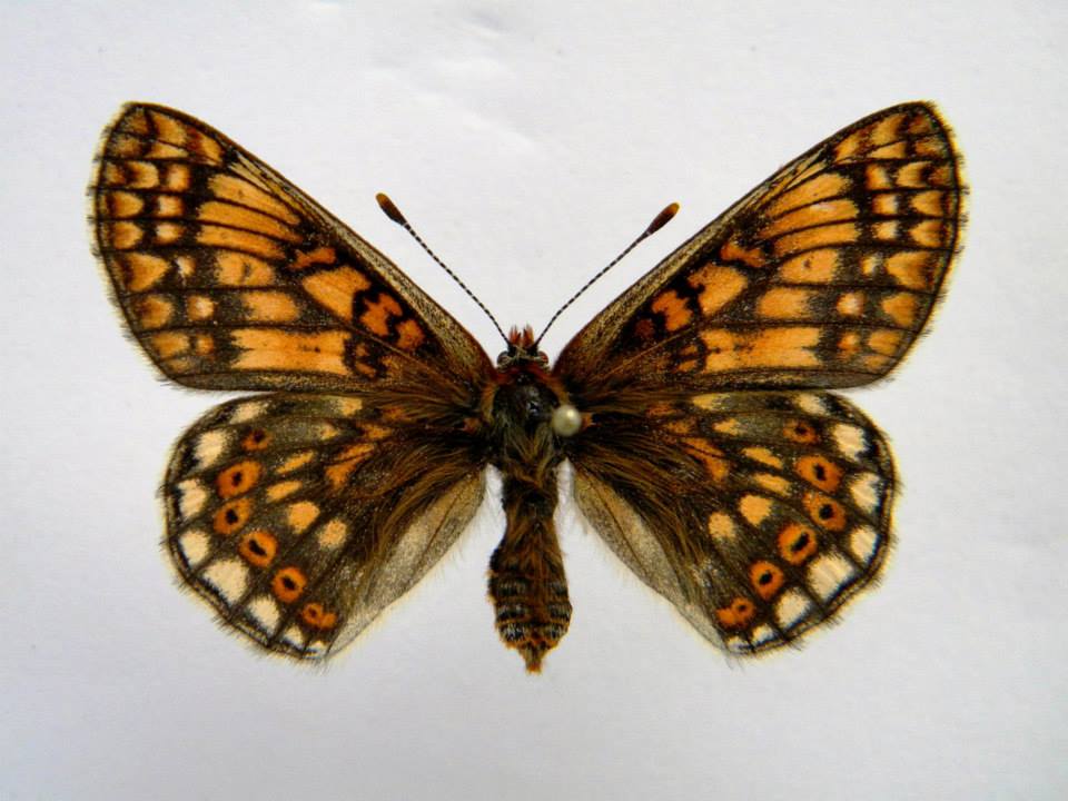 Euphydryas aurinia (cold shock abberant) 8 (Internet Image property of respective owner, non-commercial use only)